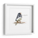 Songbird Study Vi - Bruce Dean | Cuadro decorativo de Canvas Lab