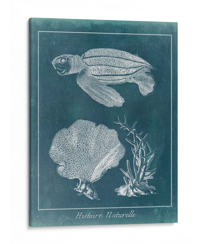 Azure Sea Turtle Study Ii - Vision Studio | Cuadro decorativo de Canvas Lab