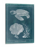 Azure Sea Turtle Study Ii - Vision Studio | Cuadro decorativo de Canvas Lab
