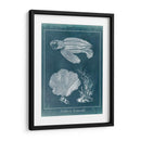 Azure Sea Turtle Study Ii - Vision Studio | Cuadro decorativo de Canvas Lab