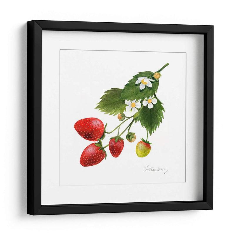 Estudio De Fresa Ii - Grace Popp | Cuadro decorativo de Canvas Lab