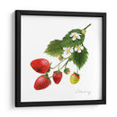 Estudio De Fresa Ii - Grace Popp | Cuadro decorativo de Canvas Lab