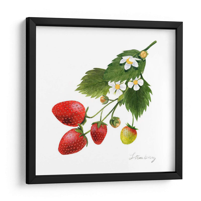 Estudio De Fresa Ii - Grace Popp | Cuadro decorativo de Canvas Lab