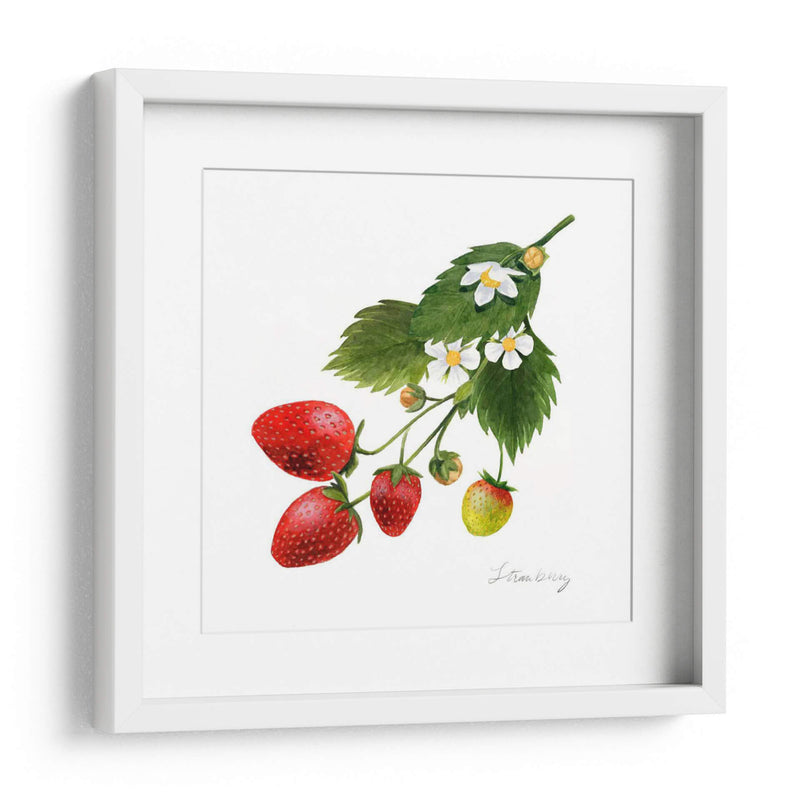 Estudio De Fresa Ii - Grace Popp | Cuadro decorativo de Canvas Lab