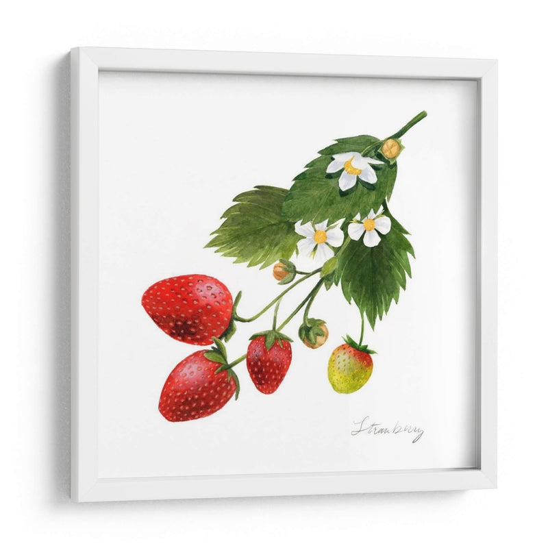 Estudio De Fresa Ii - Grace Popp | Cuadro decorativo de Canvas Lab