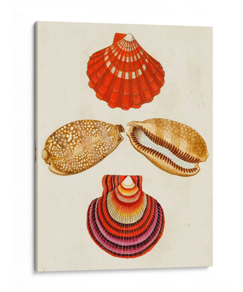 Conchas De Knorr Ii - Diane Whitehead | Cuadro decorativo de Canvas Lab