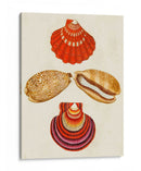 Conchas De Knorr Ii - Diane Whitehead | Cuadro decorativo de Canvas Lab
