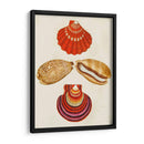 Conchas De Knorr Ii - Diane Whitehead | Cuadro decorativo de Canvas Lab