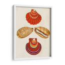 Conchas De Knorr Ii - Diane Whitehead | Cuadro decorativo de Canvas Lab