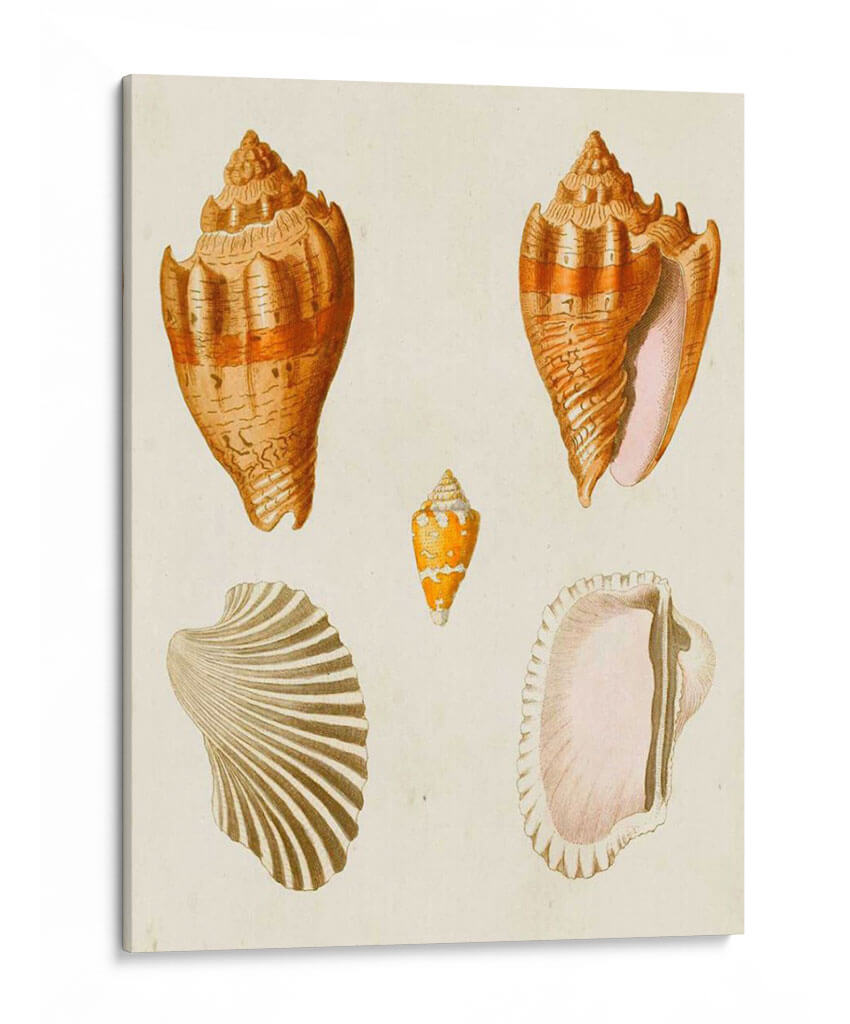 Conchas De Knorr Vii - Diane Whitehead | Cuadro decorativo de Canvas Lab