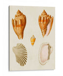 Conchas De Knorr Vii - Diane Whitehead | Cuadro decorativo de Canvas Lab