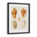 Conchas De Knorr Vii - Diane Whitehead | Cuadro decorativo de Canvas Lab