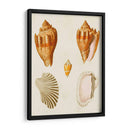 Conchas De Knorr Vii - Diane Whitehead | Cuadro decorativo de Canvas Lab