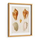 Conchas De Knorr Vii - Diane Whitehead | Cuadro decorativo de Canvas Lab