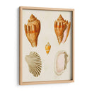 Conchas De Knorr Vii - Diane Whitehead | Cuadro decorativo de Canvas Lab