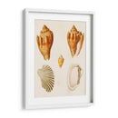 Conchas De Knorr Vii - Diane Whitehead | Cuadro decorativo de Canvas Lab