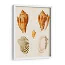 Conchas De Knorr Vii - Diane Whitehead | Cuadro decorativo de Canvas Lab