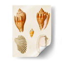 Conchas De Knorr Vii - Diane Whitehead | Cuadro decorativo de Canvas Lab