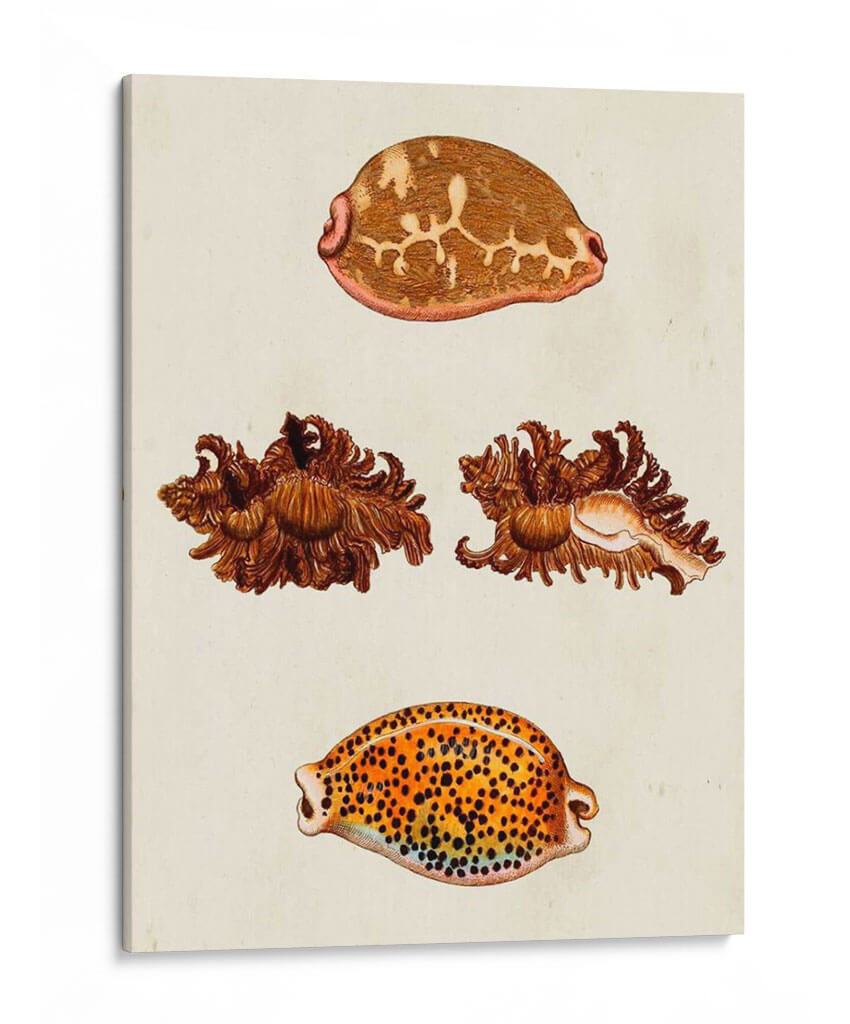 Conchas De Knorr Viii - Diane Whitehead | Cuadro decorativo de Canvas Lab