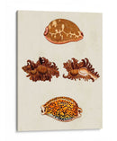 Conchas De Knorr Viii - Diane Whitehead | Cuadro decorativo de Canvas Lab