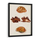 Conchas De Knorr Viii - Diane Whitehead | Cuadro decorativo de Canvas Lab