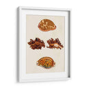 Conchas De Knorr Viii - Diane Whitehead | Cuadro decorativo de Canvas Lab