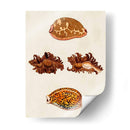 Conchas De Knorr Viii - Diane Whitehead | Cuadro decorativo de Canvas Lab