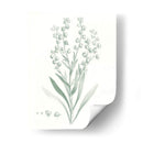 Estudio Botánico En Sage I - Vision Studio | Cuadro decorativo de Canvas Lab