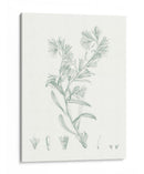 Estudio Botánico En Sage Ii - Vision Studio | Cuadro decorativo de Canvas Lab