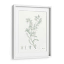 Estudio Botánico En Sage Ii - Vision Studio | Cuadro decorativo de Canvas Lab