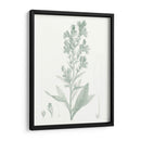 Estudio Botánico En Sage Iii - Vision Studio | Cuadro decorativo de Canvas Lab