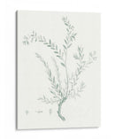 Estudio Botánico En Sage Vii - Vision Studio | Cuadro decorativo de Canvas Lab