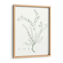 Estudio Botánico En Sage Vii - Vision Studio | Cuadro decorativo de Canvas Lab