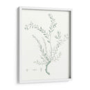 Estudio Botánico En Sage Vii - Vision Studio | Cuadro decorativo de Canvas Lab