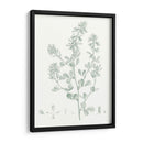 Estudio Botánico En Sage Viii - Vision Studio | Cuadro decorativo de Canvas Lab