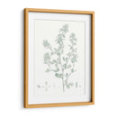 Estudio Botánico En Sage Viii - Vision Studio | Cuadro decorativo de Canvas Lab