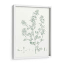 Estudio Botánico En Sage Viii - Vision Studio | Cuadro decorativo de Canvas Lab