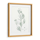 Estudio Botánico En Sage Ix - Vision Studio | Cuadro decorativo de Canvas Lab