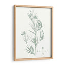 Estudio Botánico En Sage Ix - Vision Studio | Cuadro decorativo de Canvas Lab