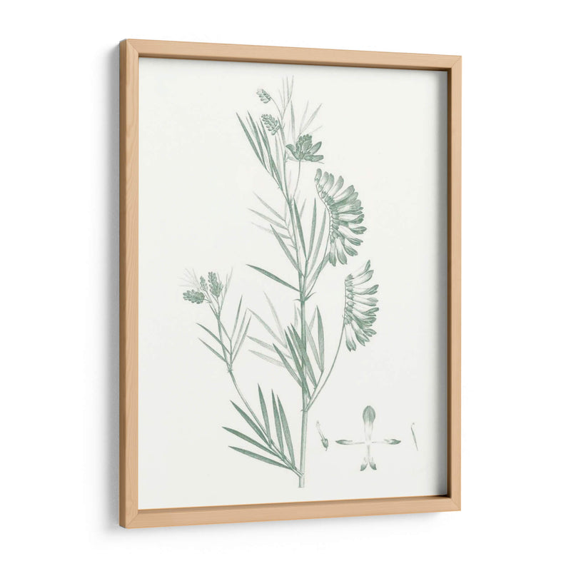 Estudio Botánico En Sage Ix - Vision Studio | Cuadro decorativo de Canvas Lab