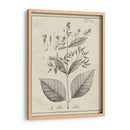 Antiguo Botánico Blanco Y Negro Ii - Vision Studio | Cuadro decorativo de Canvas Lab