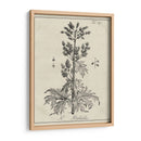 Antiguo Botánico Blanco Y Negro Iii. - Vision Studio | Cuadro decorativo de Canvas Lab