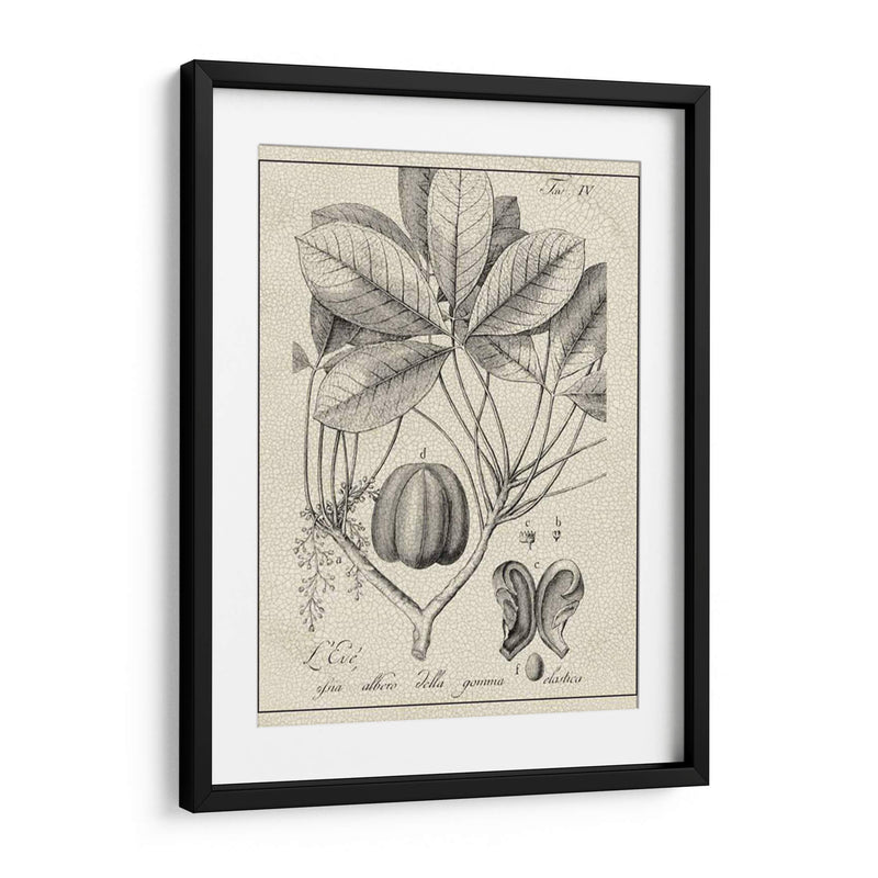 Antiguo Black And White Botanical Vi - Vision Studio | Cuadro decorativo de Canvas Lab