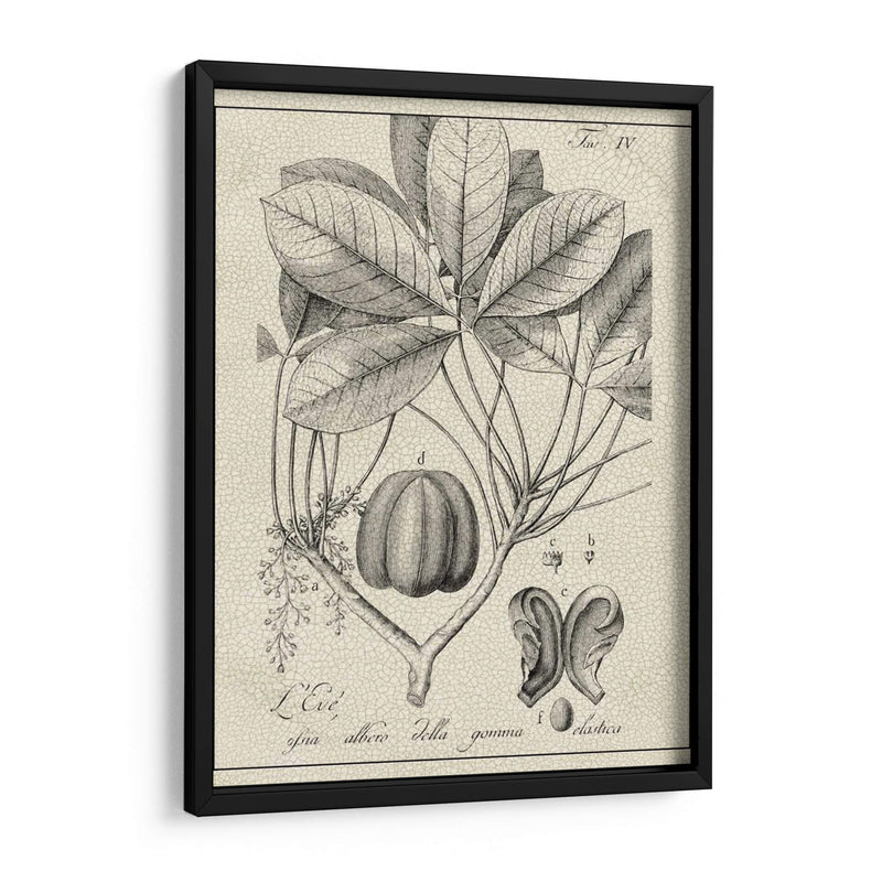 Antiguo Black And White Botanical Vi - Vision Studio | Cuadro decorativo de Canvas Lab