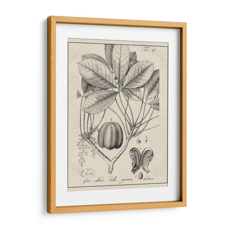 Antiguo Black And White Botanical Vi - Vision Studio | Cuadro decorativo de Canvas Lab