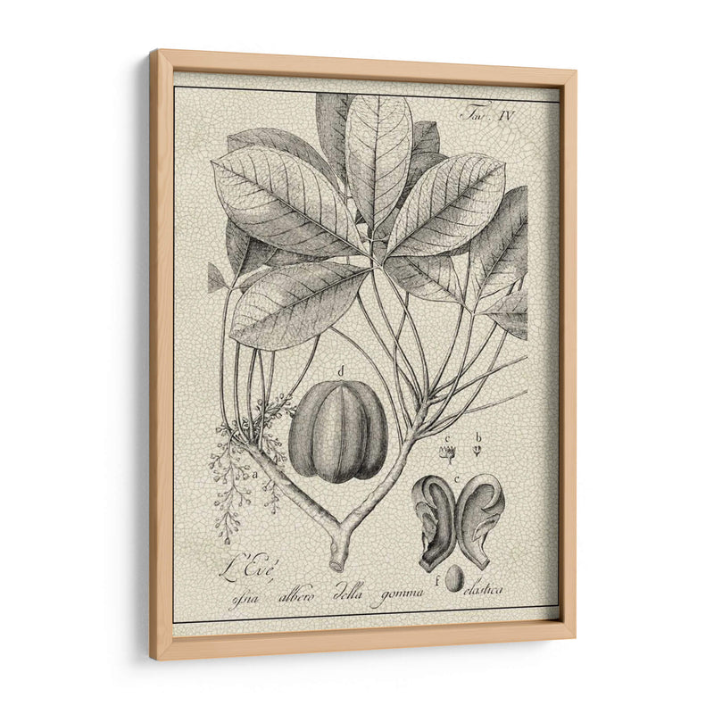 Antiguo Black And White Botanical Vi - Vision Studio | Cuadro decorativo de Canvas Lab