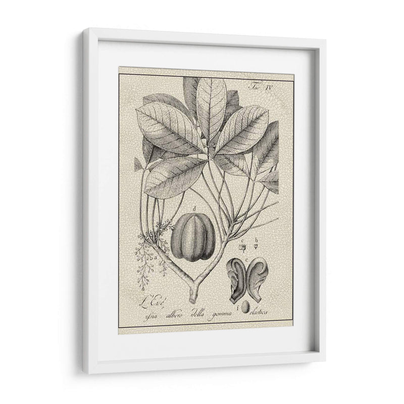 Antiguo Black And White Botanical Vi - Vision Studio | Cuadro decorativo de Canvas Lab