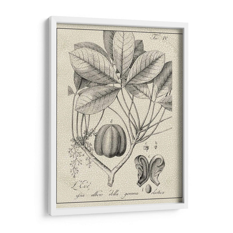 Antiguo Black And White Botanical Vi - Vision Studio | Cuadro decorativo de Canvas Lab