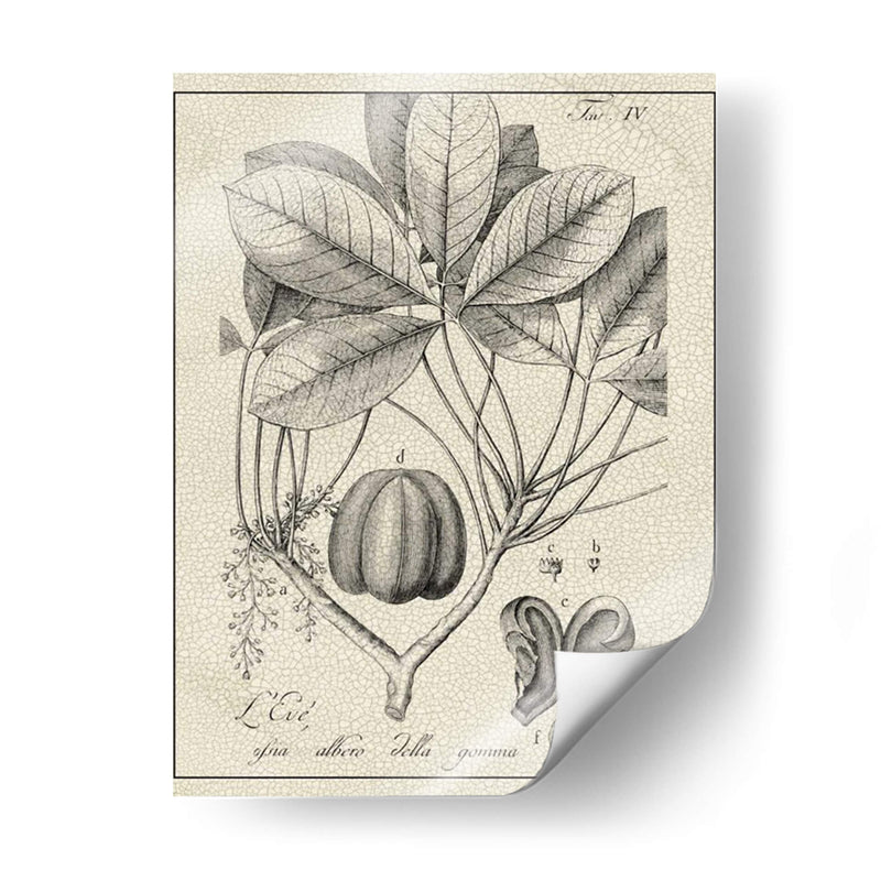 Antiguo Black And White Botanical Vi - Vision Studio | Cuadro decorativo de Canvas Lab