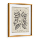 Antiguo Botánico Blanco Y Negro Vii. - Vision Studio | Cuadro decorativo de Canvas Lab